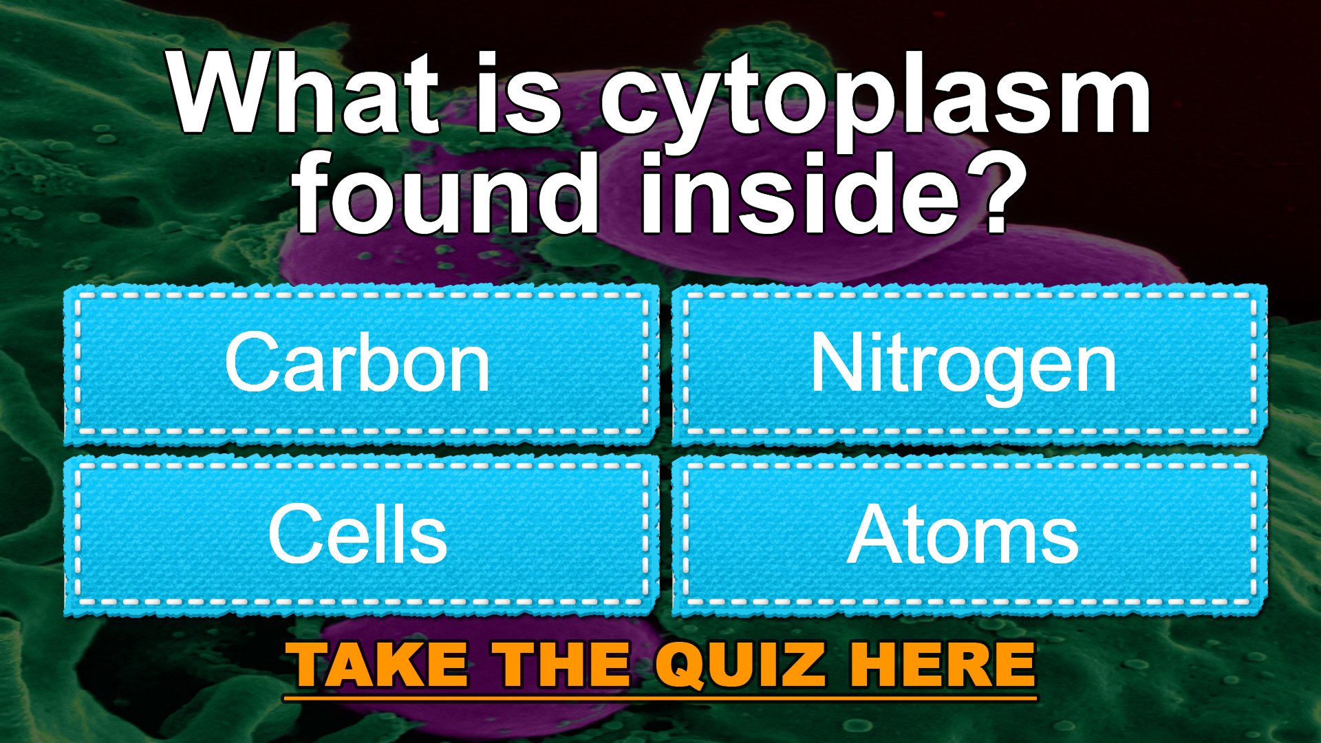 What is cytoplasm found inside?